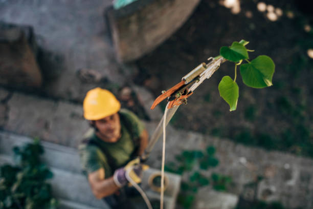 Best Commercial Tree Services  in Lake Panasoffkee, FL