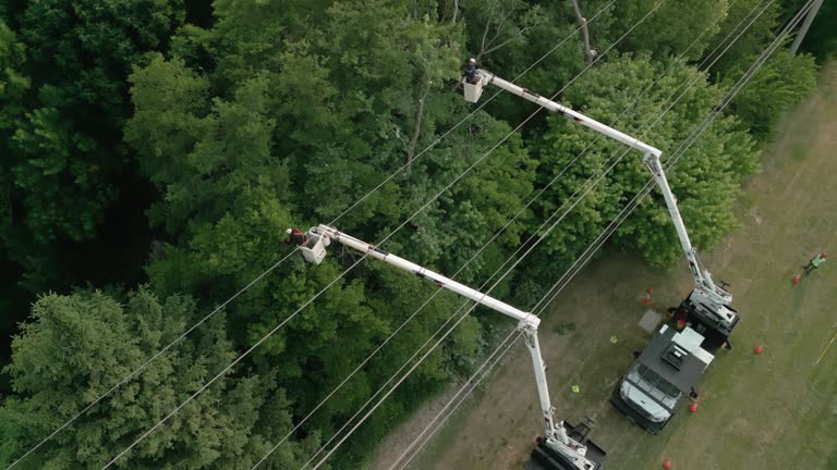 Professional Tree Removal in Lake Panasoffkee, FL