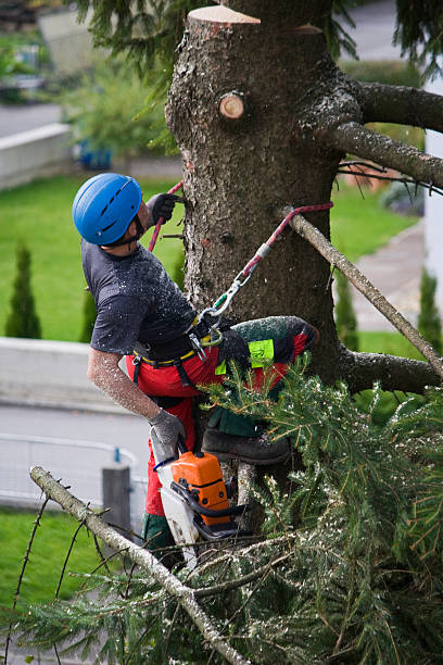 Best Hedge Trimming  in Lake Panasoffkee, FL